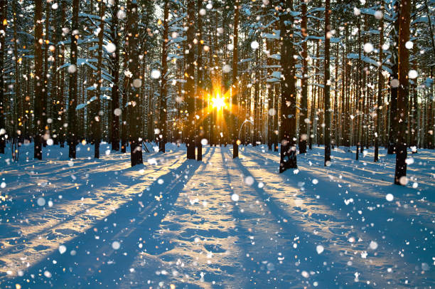winter rural landscape with forest, sun and snow beautiful winter rural landscape with forest, sun and snow. sunset in winter forest. sun rays shine through trees. wintry sunrise deep snow photos stock pictures, royalty-free photos & images