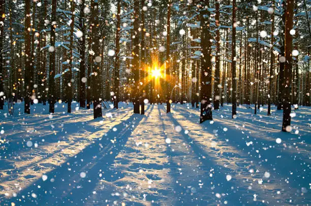Photo of winter rural landscape with forest, sun and snow