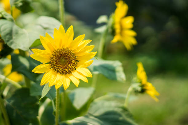 istock sun flower in garden 861992266