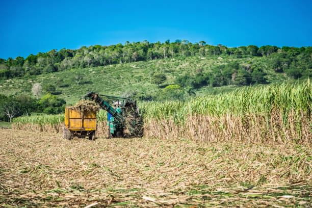 Sugarcane harvest on the field with a combine harvester in Santa Clara Cuba- Serie Cuba Reportage stock photo