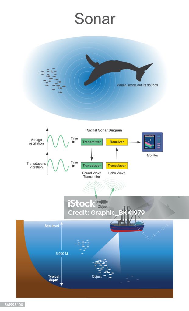 Sonar Sound Navigation And Ranging Stock Illustration - Download Image Now  - Sonar, Whale, Nautical Vessel - iStock