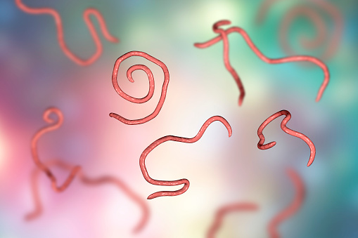 Helminths nematodes Enterobius Threadworm which cause enterobiasis, 3D illustration