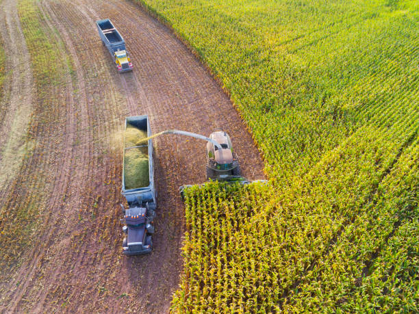 máquina semi camión y granja cosechando maíz en otoño - tractor green farm corn fotografías e imágenes de stock