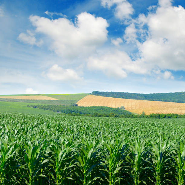 istock Corn field in the picturesque hills and white cloud 862010382