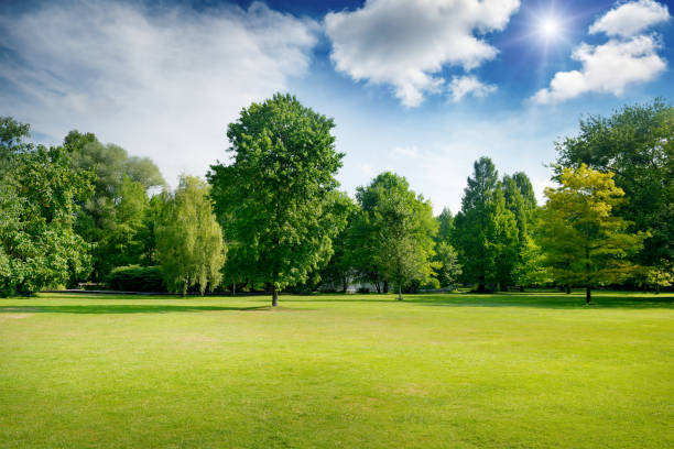 día soleado de verano brillante de parque con árboles y hierba verde fresca. - landscape sky field meadow fotografías e imágenes de stock