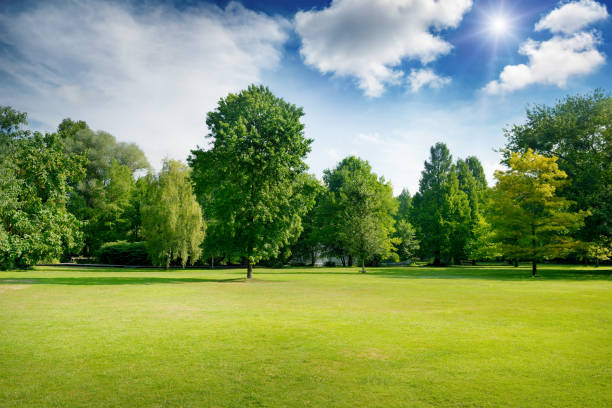 bright summer sunny day in park with green fresh grass and trees. - sky grass green blue imagens e fotografias de stock
