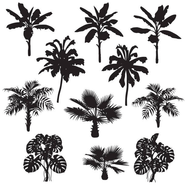 熱帯植物シルエット セット - palm tree washingtonia tree silhouette点のイラスト素材／クリップアート素材／マンガ素材／アイコン素材