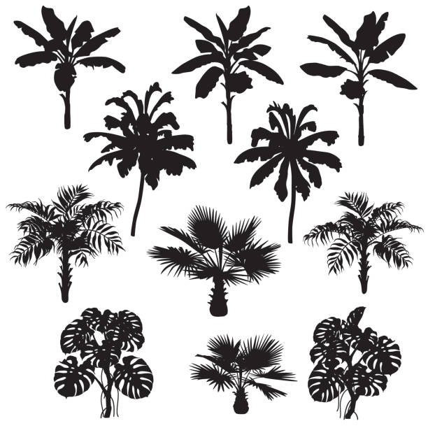 ilustrações de stock, clip art, desenhos animados e ícones de tropical plants silhouette set - palm tree washingtonia tree silhouette