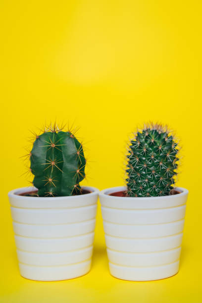 istock Size, order and length of thorns matters 862022256