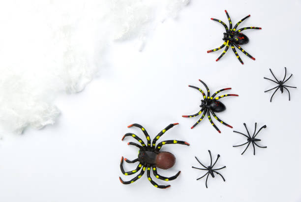 istock Halloween holiday concept group of spider walk on spider web on white background. Ready for product display montage. 862022556