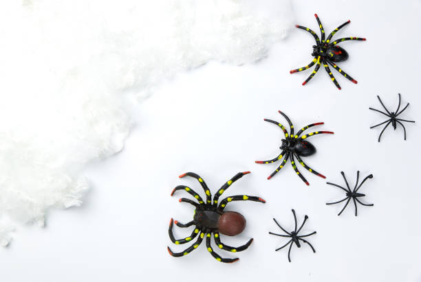 istock Halloween holiday concept group of spider walk on spider web on white background. Ready for product display montage. 862022568