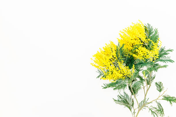 istock Branch of mimosa on white background. Flat lay, top view. 862022634