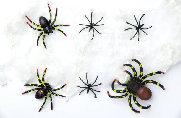 istock Halloween holiday concept group of spider walk on spider web on white background. Ready for product display montage. 862022678