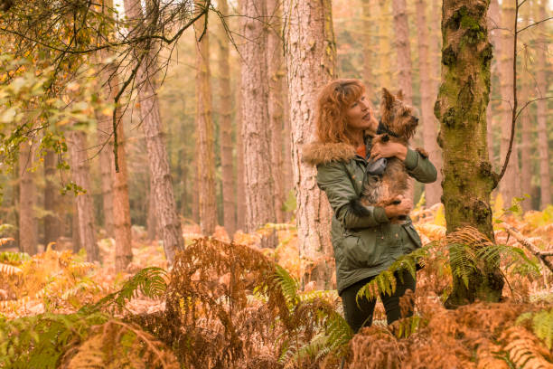 Dog and woman in Autumn Woodland stock photo