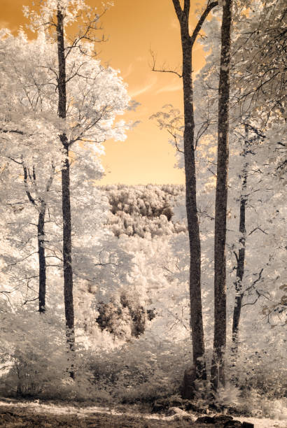 istock public park view in Turaida Sigulda, Latvia. infrared image 862033160