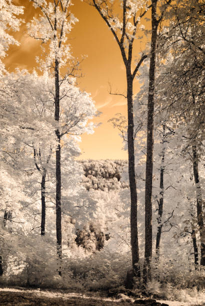 istock public park view in Turaida Sigulda, Latvia. infrared image 862033186