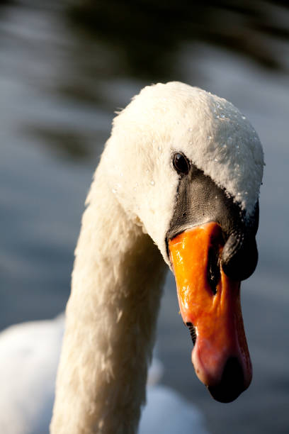 istock The head of a swan 862033230