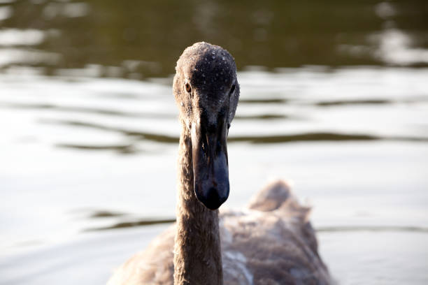 istock The head of a swan 862037212