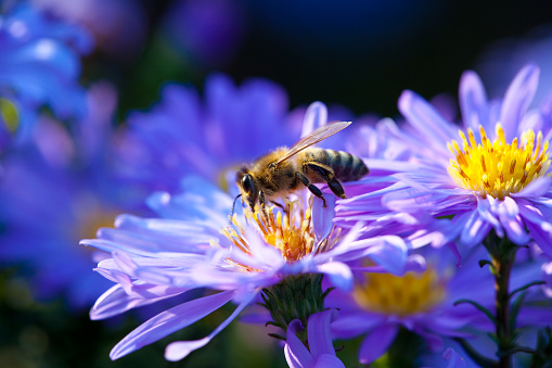 Close up of a single honey bee feeding on a blue cornflower with shallow depth of field