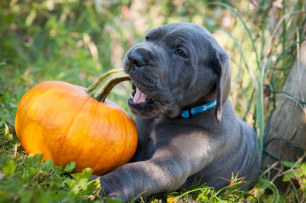 Great Dane dog and pumpkin stock photo