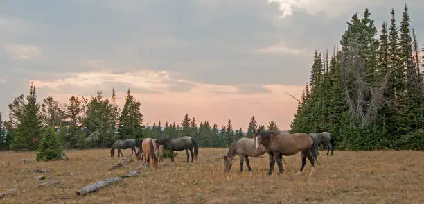 Small herd (band) of wild horses grazing on dry grass next to deadwood logs at sunset in the Pryor Mountains Wild Horse Range in Montana United States