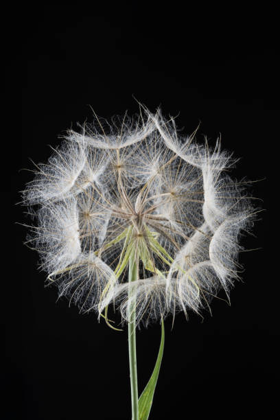 istock tragopogon dubius seeds or western salsify 862041096