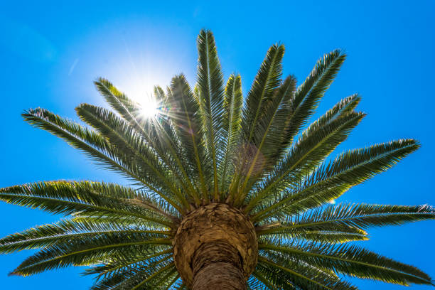 sonniger tag in los angeles. palme und sunbeam - the hollywood boulevard stock-fotos und bilder