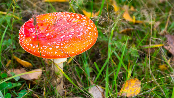 istock the fly agaric in green grass. 862044508