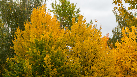 autumn: cool green and yellow trees.