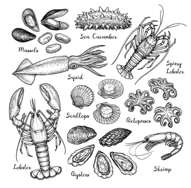 ilustraciones, imágenes clip art, dibujos animados e iconos de stock de conjunto grande de pescados y mariscos. - crustáceo