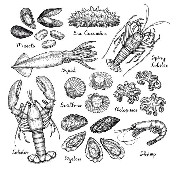 Seafood big set. Seafood ink sketch. Isolated on white background. Hand drawn vector illustration. Retro style. shrimp seafood stock illustrations