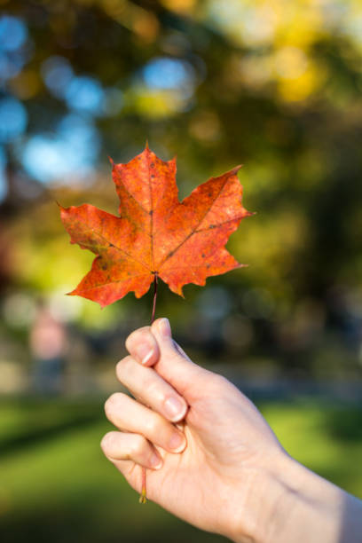 istock Holding an orange autumn leaf in the hand close up 862054832