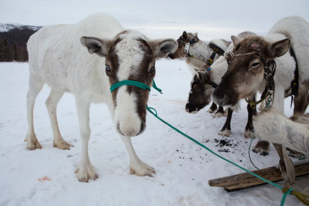 istock Several deer tethered to the sled. 862057728