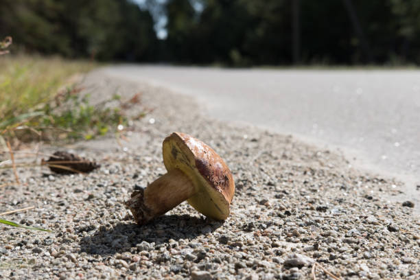 istock Brown mushroom on grey asphalt road. 862061044