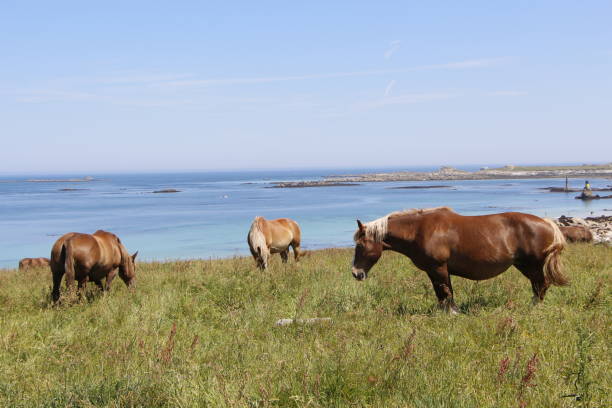 istock Trait Breton horses in a field in Brittany 862061150