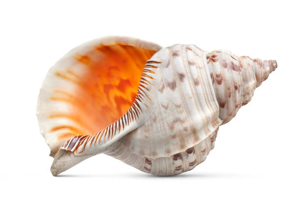 Sea shell Sea shell on a white background. seashell stock pictures, royalty-free photos & images