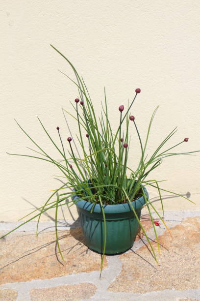 istock Chive plant in a flower pot 862062590