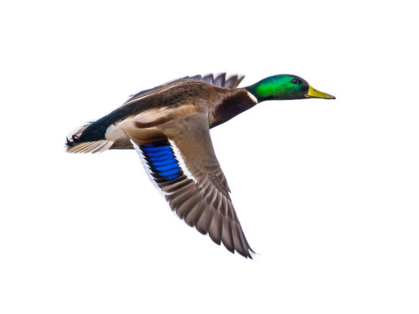 istock Flying Mallard male duck on white 862063318
