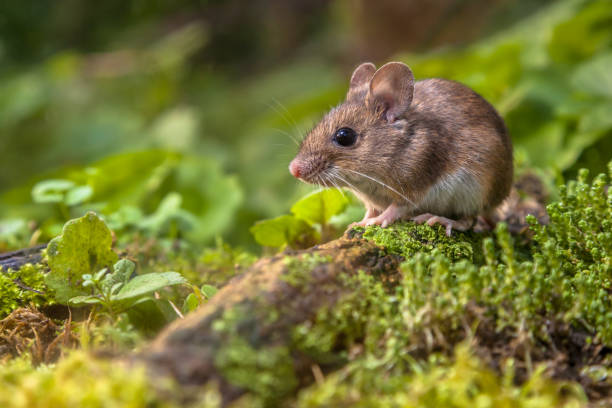 Wood mouse on forest floor Wild Wood mouse resting on a log on the forest floor with lush green vegetation rodent photos stock pictures, royalty-free photos & images