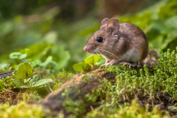 Wood mouse on forest floor Wild Wood mouse resting on a log on the forest floor with lush green vegetation brown leg stock pictures, royalty-free photos & images