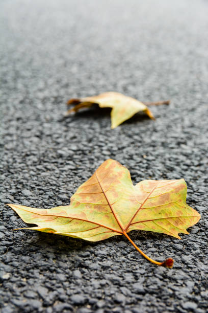 istock Dry leaves on the road at fall season. 862066014