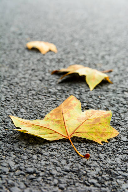 istock Dry leaves on the road at fall season. 862066216