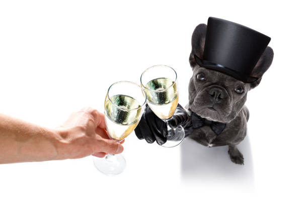 istock happy new year dog celberation 862068794