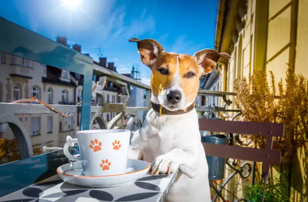 Photo of dog having a coffee break