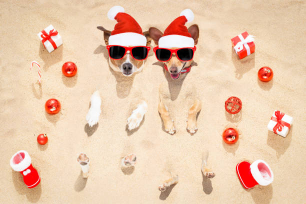 merry chtristmas  dogs at the beach