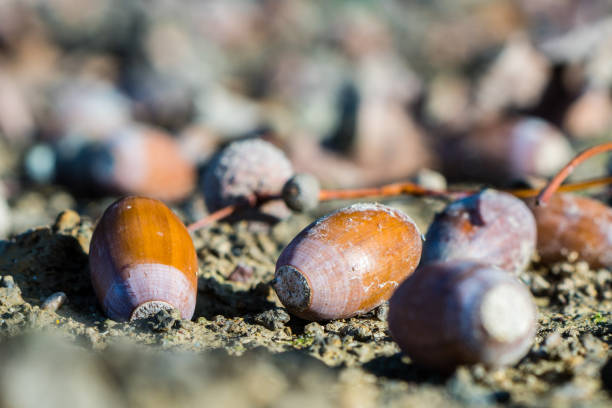 istock Acorns, or oak nuts on the ground, closeup, macro 862069020