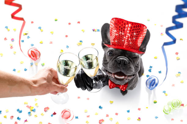 istock happy new year dog celberation 862069112