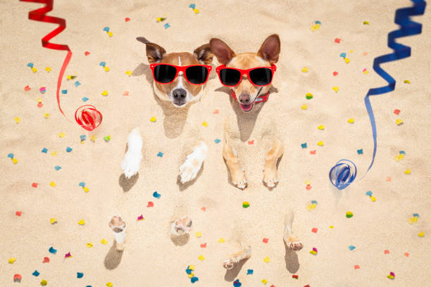 istock happy new year dogs at the beach 862069268