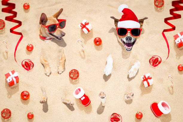 istock merry chtristmas  dogs at the beach 862069454