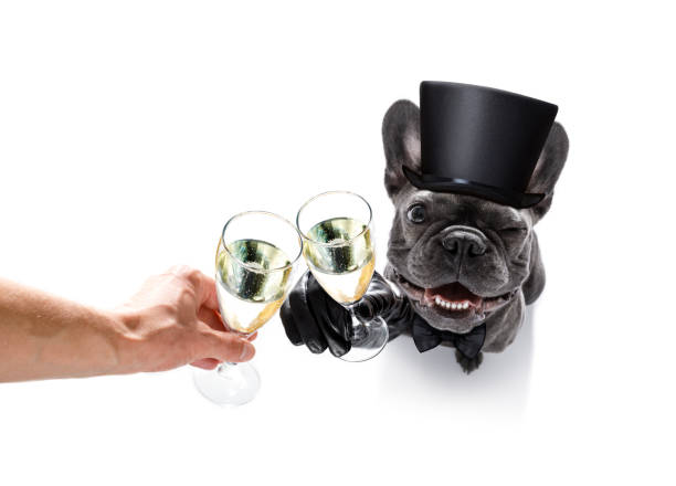 istock happy new year dog celberation 862069490